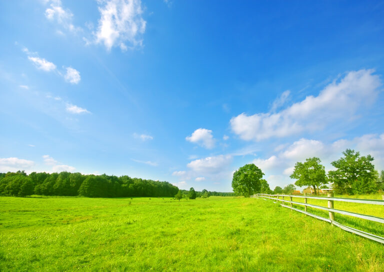 Summer landscape