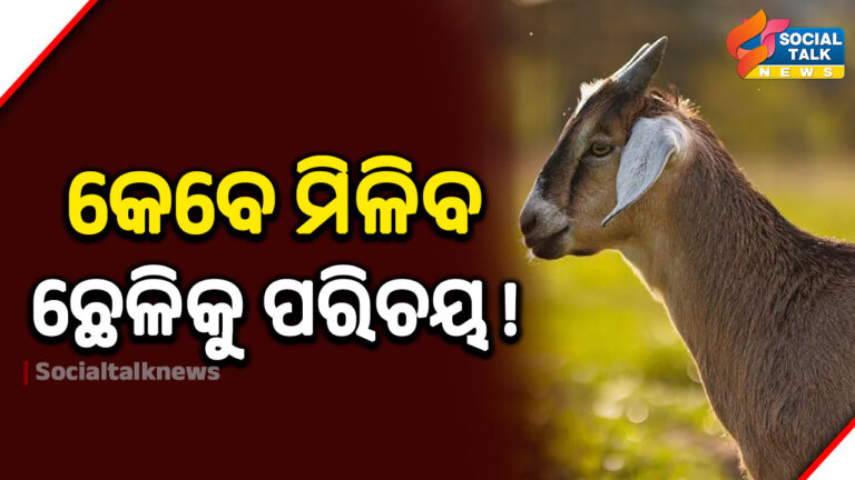On International Goat Day Ganjam Goat recognized at the national level, Raighar–Ghumusar breeds under consideration"
