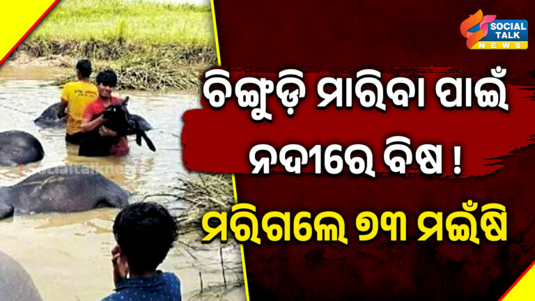 ମରିଗଲେ ୭୩ ମଇଁଷି